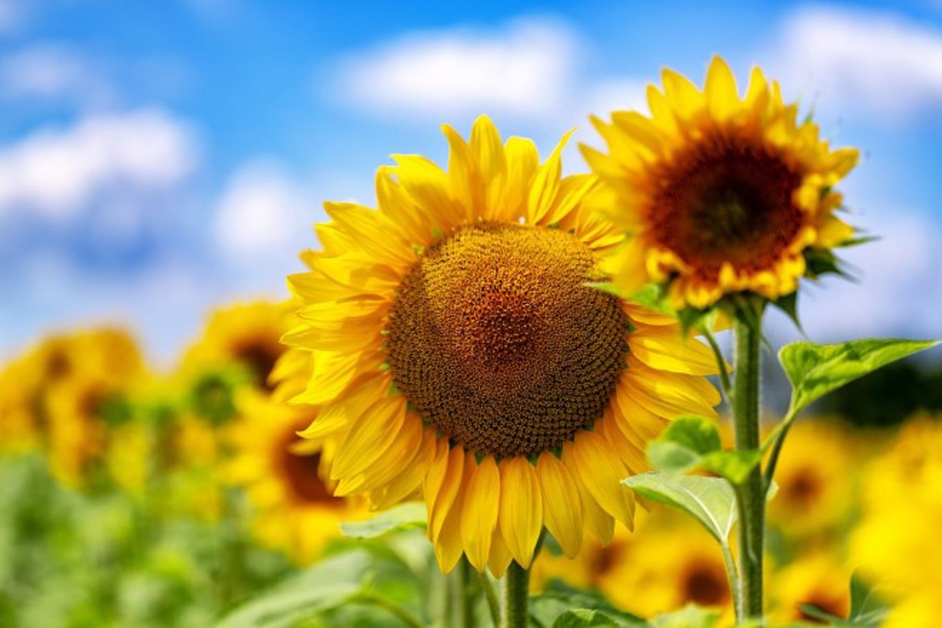 Foto: Pixabay Solsikker