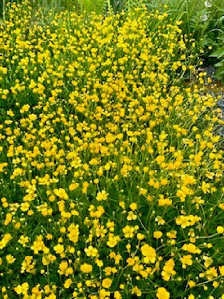 et felt med gule blomster